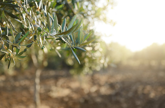 The Benefits of Olive Oil for Our Skin